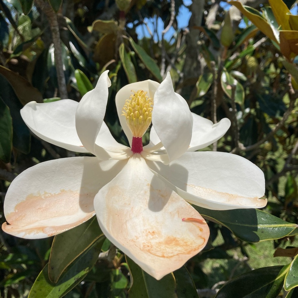 Meet your Posher, Tatianna